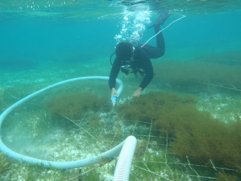 美ら海中での職人の手仕事による収穫